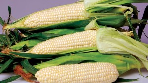 Stokes Seeds Vegetable Variety Showcase