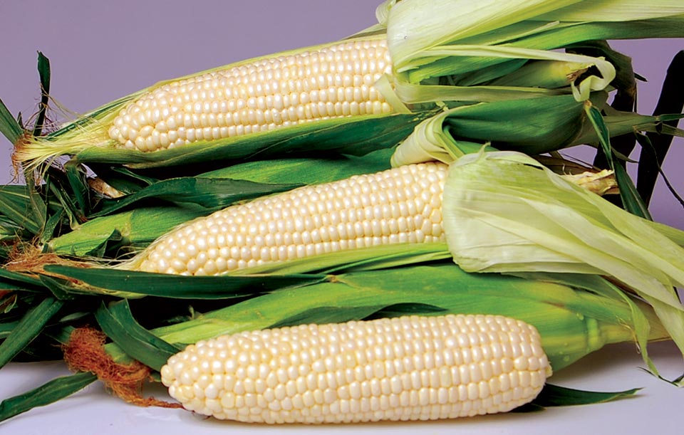 Stokes Seeds Vegetable Variety Showcase