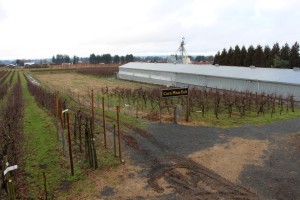 The corn maze exits some distance from the entrance after winding around buildings and other attractions.