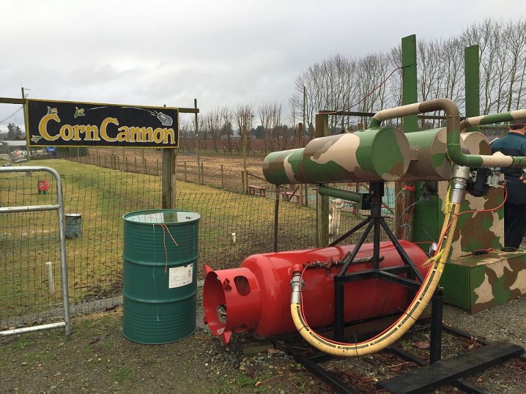 The pumpkin launcher and corn cannon are set in front of a shooting range that runs along the corn maze entrance.