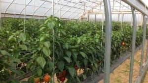 High Tunnel Bell Pepper Trial Highlights Varieties Best Suited For An Unheated Environment