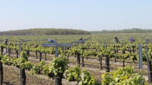 Vineyards Honored For Sustainability