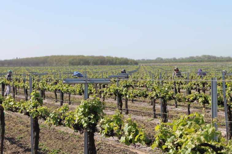 Vineyards Honored For Sustainability