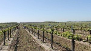 Luna Fungicide Now Registered In California