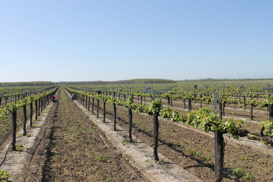 NASA Helps Researchers Get to the Top of Grapevine Leafroll Virus