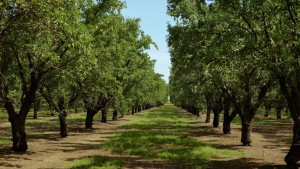 Know When It’s Time to Dial up the Nitrogen for Almond Crops