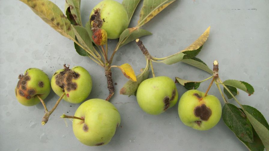 Risk Of Apple Scab Is High Despite Cold Temperatures