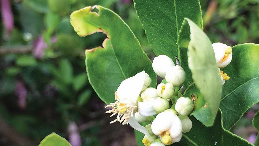 Bactericide Breakthrough Sweet News For Florida Citrus Growers