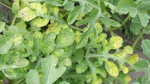 Cucurbit Yellow Stunting Disorder Virus Cases Flaring In South Florida