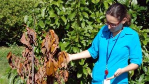 New Discovery Smells Like Victory for Florida Avocado Growers