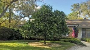 Dealing With The Dooryard Citrus Dilemma