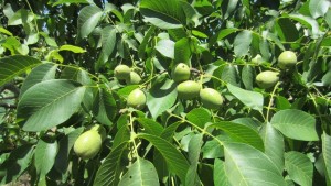 New ‘Durham’ Walnut Offers Earlier Harvest