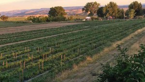 Colorado Farm Show Includes Colorado Produce Day