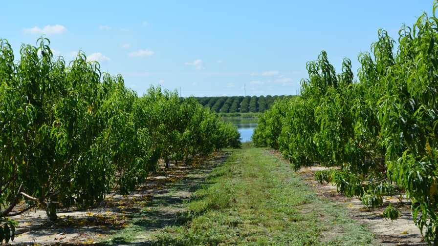 Fleshing Out The State Of The Florida Peach