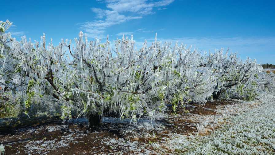 Managing Peach Blocks When You Have No Crop