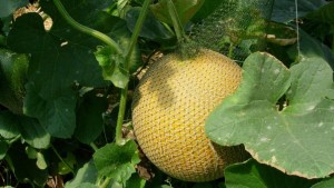 How To Maintain Proper Irrigation And Pest Control In High Tunnel Melon Production