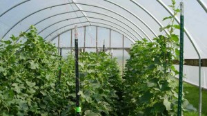 Keys To Successful High Tunnel Melon Production