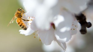 Study: Honeybees Collect Urban Pesticides Via Non-Crop Plants