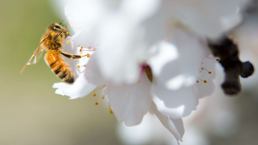 First Vaccine for Honey Bees Developed in Finland