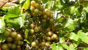 Are Muscadine Grapes The Next ‘Super Fruit’?