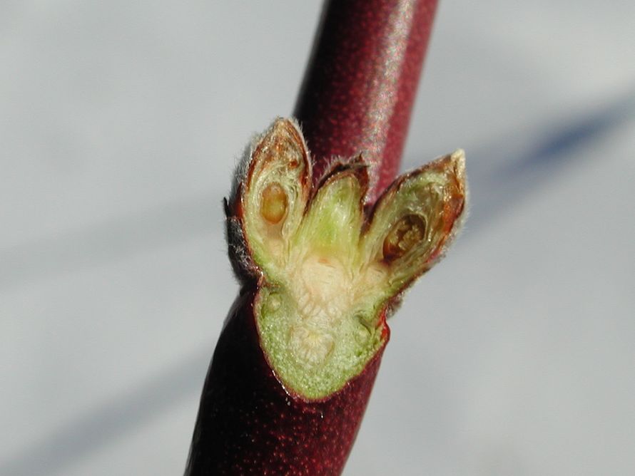 No Peach Crop Likely This Year In Several New England States