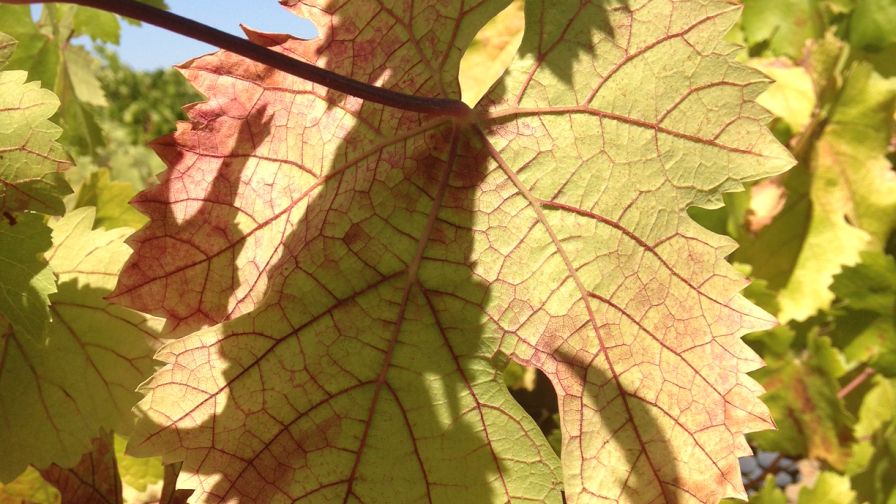 Vector Transmitting Red Blotch Virus Found