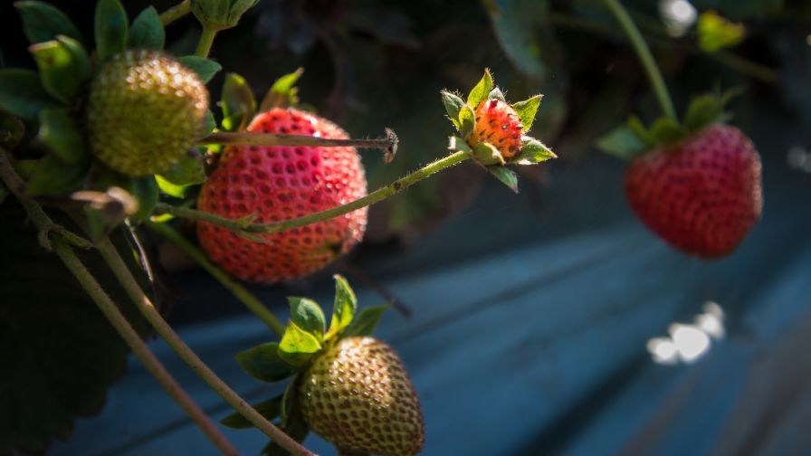 Huge Vertical Farm Venture Will Raise Strawberries to a New Level