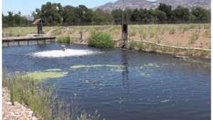 Using Wastewater For Vineyard Irrigation