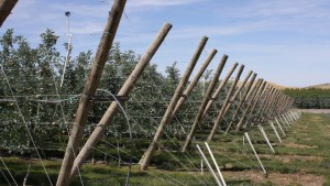 Mexico Will Not Add Duties To Washington Apple Exports