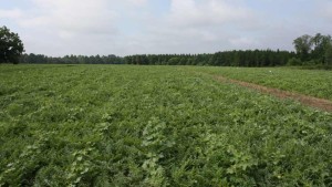 Team Effort Keeps Watermelon Growing Strong in Florida