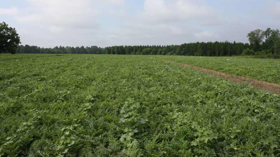 Team Effort Keeps Watermelon Growing Strong in Florida