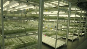 Florida Citrus Tissue Culture Lab Opens To Great Expectations