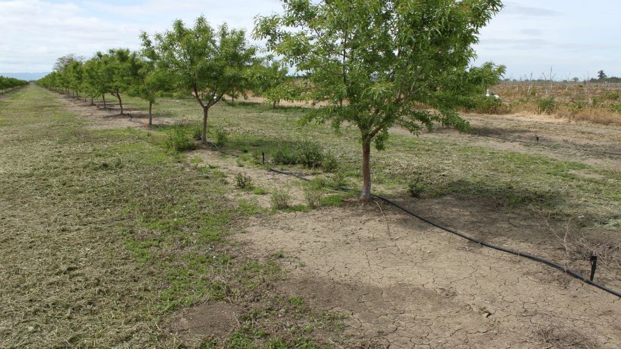 Keep Resistant Weeds At Bay While Not Breaking The Bank