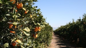 Cost of Regulations Crushing California Citrus Industry