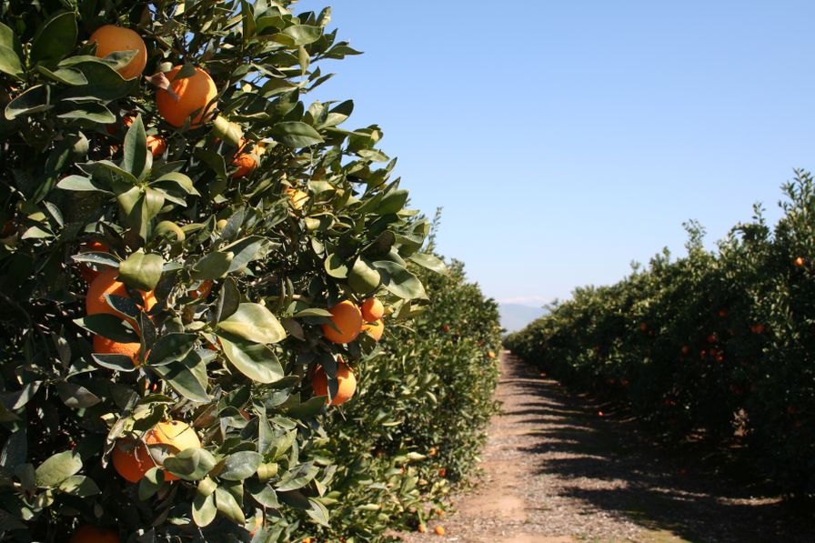 California Citrus Growers Can Target Residential Trees