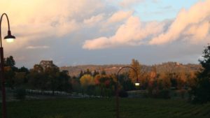 Sea Change Coming To California Winegrape Landscape