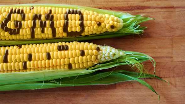 Study: GMO Ban Would Hurt Economy And Environment