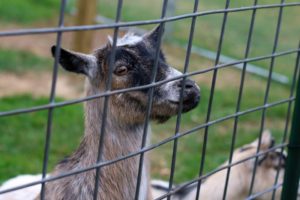 Goats are a big attraction at Burhnham Orchards