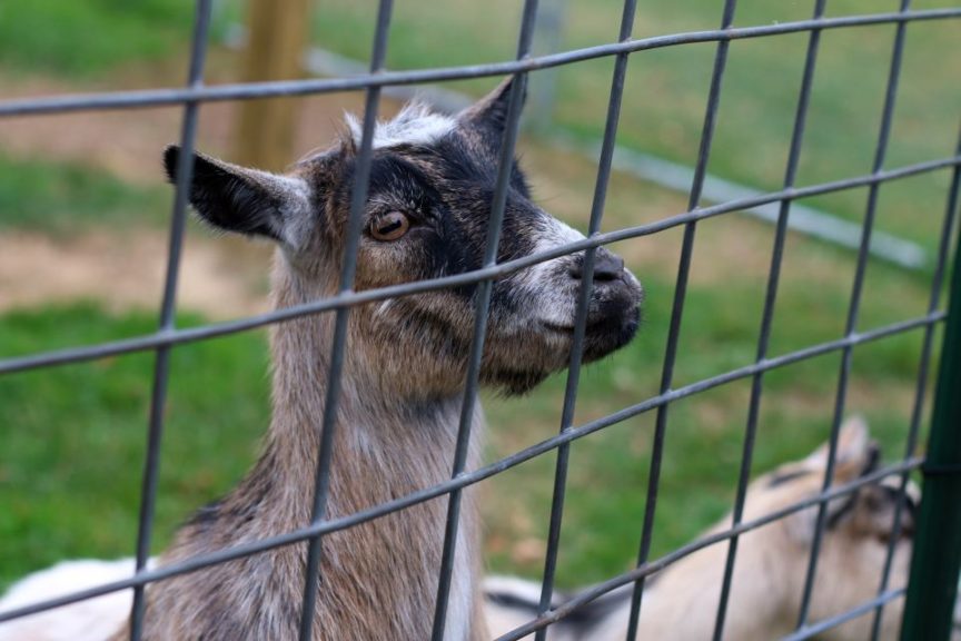 Goats are a big attraction at Burhnham Orchards