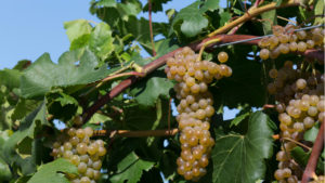 Minnesota Has New Cold-Hardy, Lower-Acidity Grape