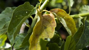 Scientist Uncovers Chilling Side of Deadly Avocado Disease