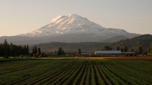 New Leader at Pacific Northwest Fruit Cooperatives