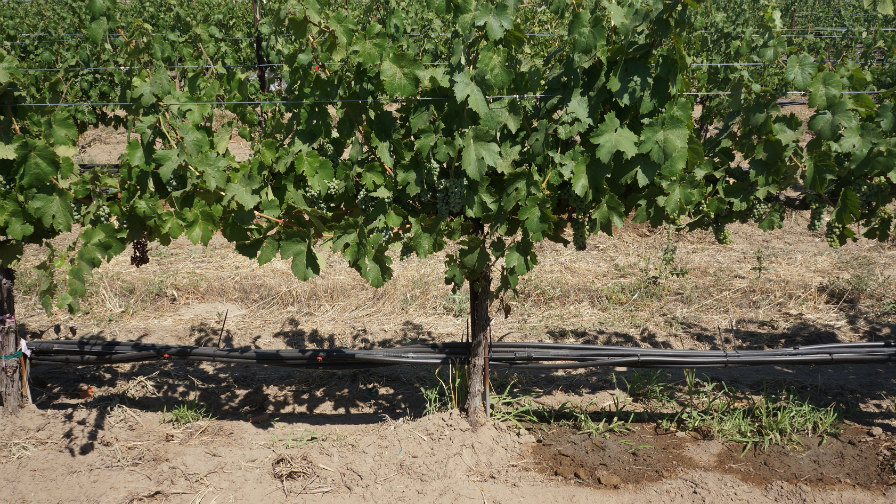 Irrigation Method Can ‘Trick’ White Grapes