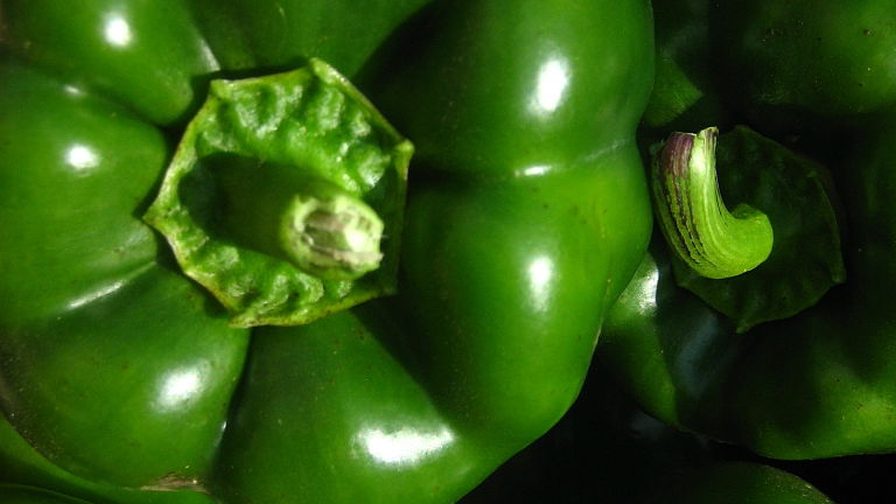 Scientists Look to Build a Better Bell Pepper