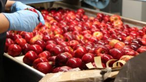 Timely Rainfall Brings a Ray of Sunshine for Virginia Apple Growers