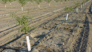 Fumigation, Proper Rootstocks Key To Controlling Replant Disease