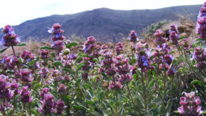 Native Plants Reduce Need For Vineyard Water, Pesticide Usage