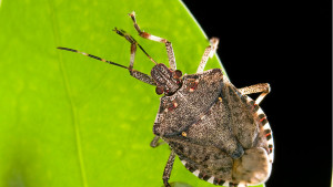 Brown Marmorated Stink Bug Makes Way to Florida