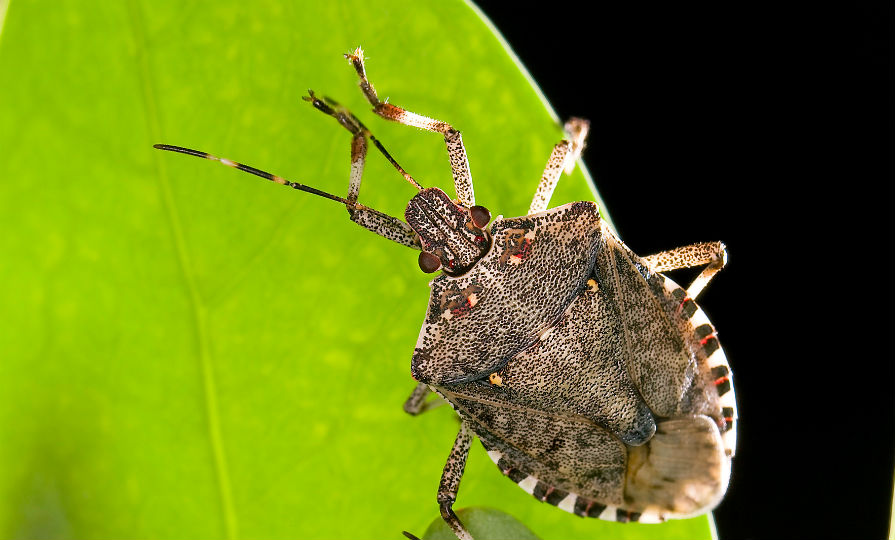 Michigan Researchers Help Growers Battle Bugs