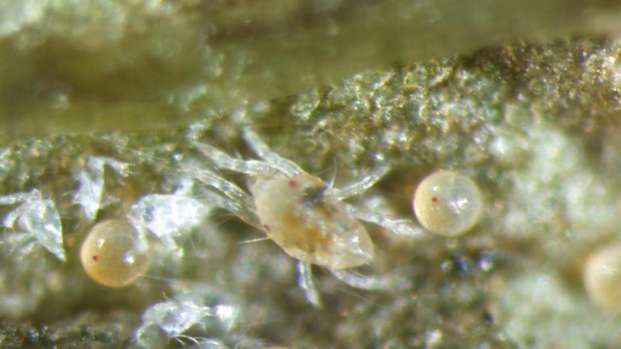 Tips For Balancing Almond Mites And Predators